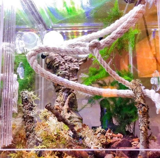 jumping spider enclosure recinto de araña saltadora