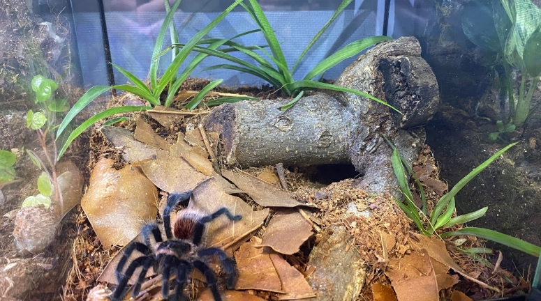 tarantula enclosure recinto de tarántula