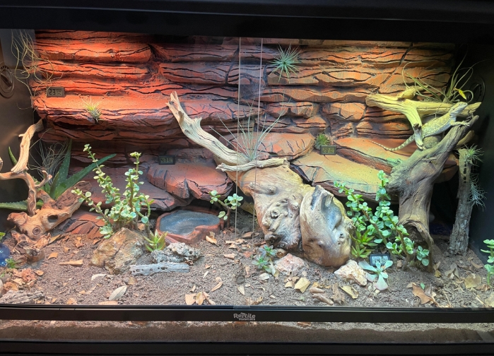 Bioactive Bearded Dragon Enclosure Recinto bioactivo del dragón barbudo