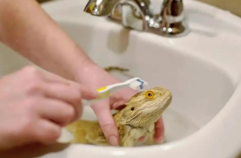 Bath Bearded Dragon Dragón barbudo de baño