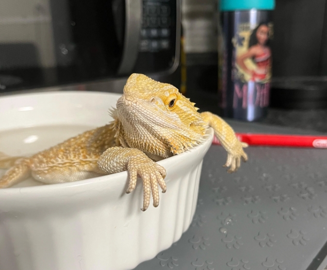 Bearded Dragons Bath Baño de dragones barbudos