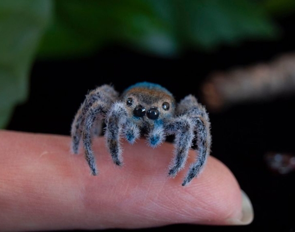 jumping spider araña saltarina
