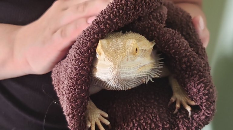 wrap your dragon in a clean, soft towel envuelve a tu dragón en una toalla limpia y suave
