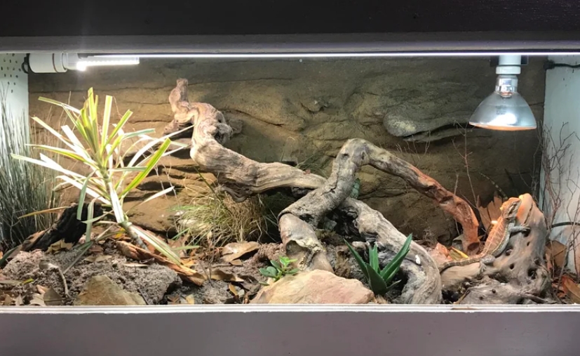 Bioactive Bearded Dragon Enclosure Recinto bioactivo del dragón barbudo