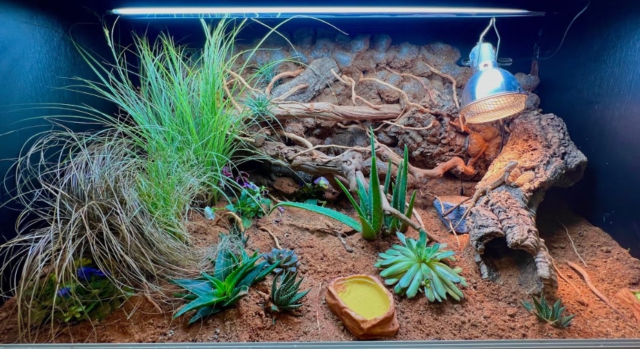 Bioactive Bearded Dragon Enclosure Recinto bioactivo del dragón barbudo