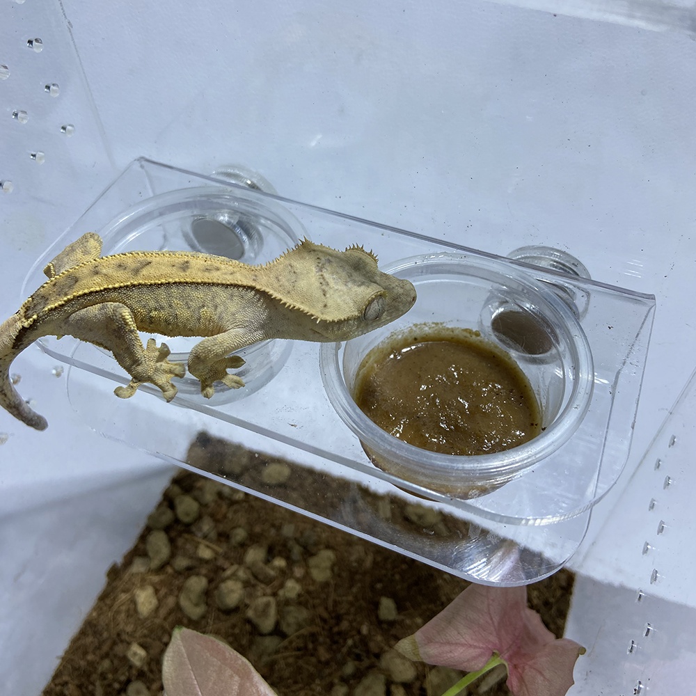 Cuenco magnético para agua y comida de reptiles