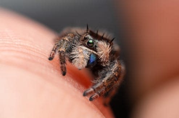 ara&ntilde;a saltarina