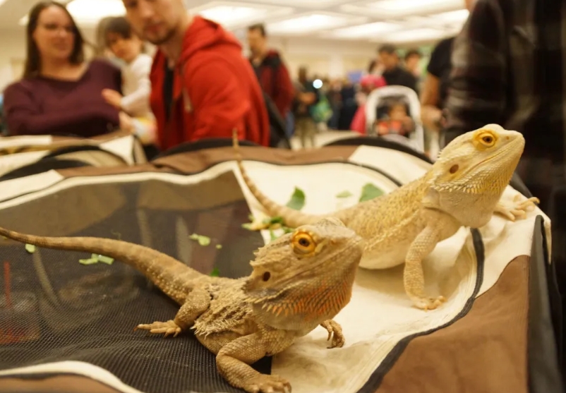 Socios Estratégicos