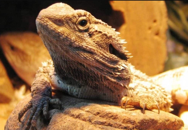 Drag&oacute;n barbudo