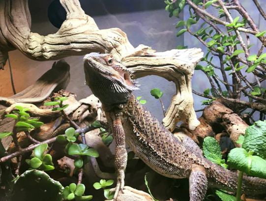 ¿Qué es un recinto bioactivo para dragones barbudos?