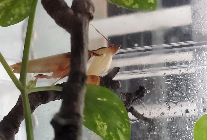 recinto de mantis religiosa