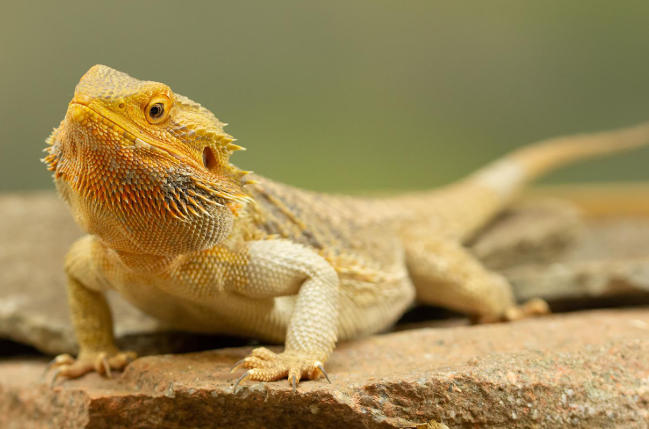 Drag&oacute;n barbudo