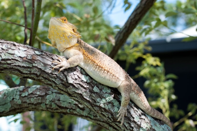 drag&oacute;n barbudo
