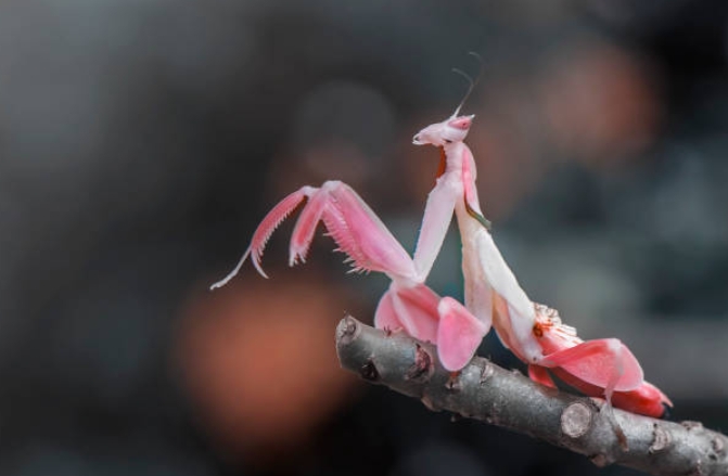 mantis religiosa