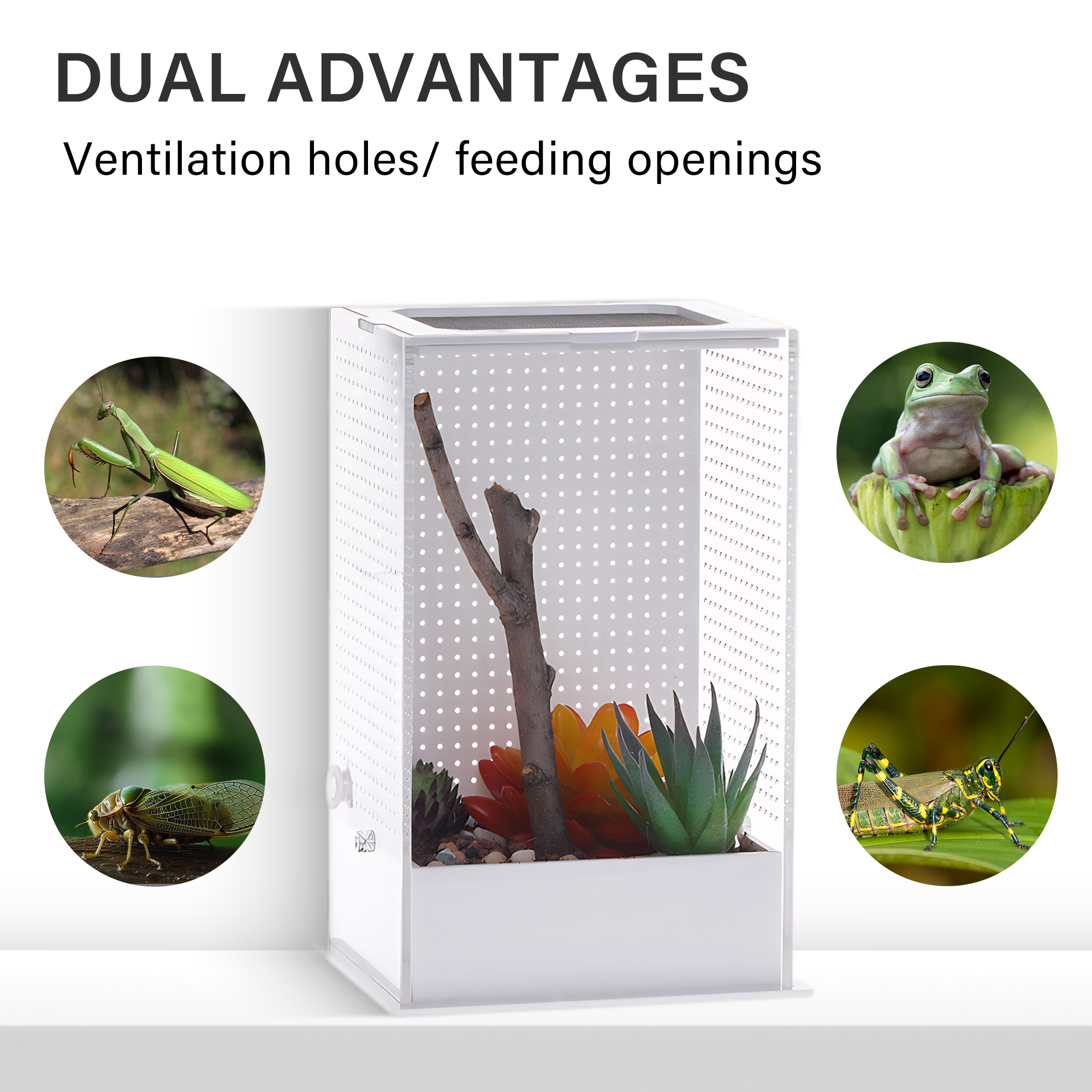 Caja de cría de Mantis religiosa clásica, Simple, transparente, personalizable, transpirable para jaula de Reptiles, terrario acrílico para mascotas