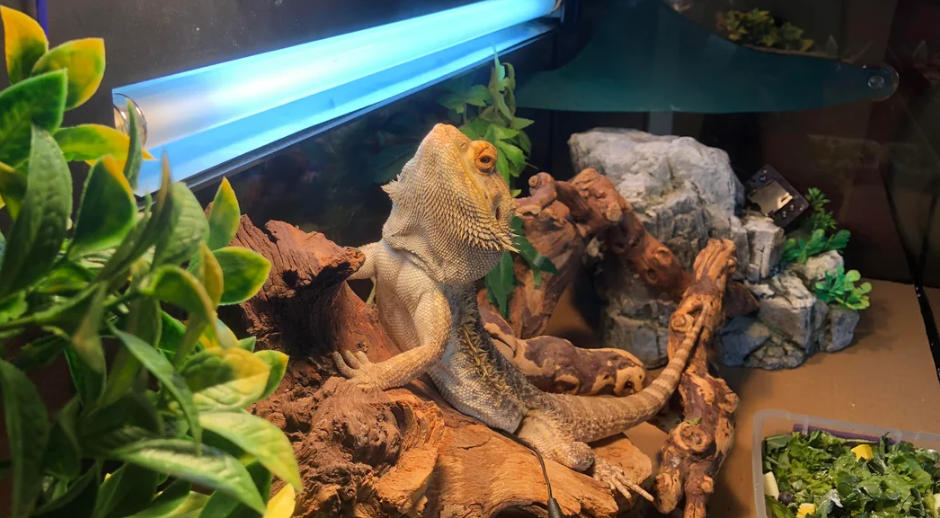 Iluminaci&oacute;n UVB para dragones barbudos