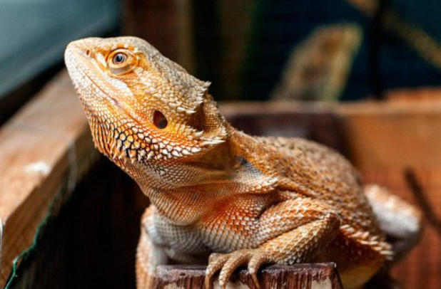 Drag&oacute;n barbudo