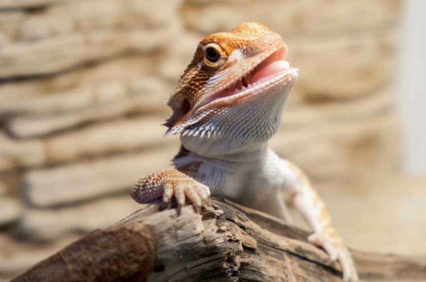 drag&oacute;n barbudo beb&eacute;