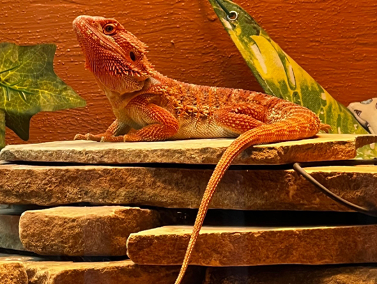 ¿Qué temperatura debe tener el recinto de un dragón barbudo?