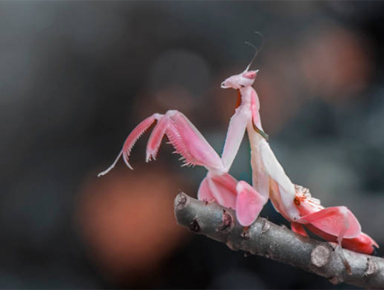 Cómo configurar el hábitat de una mantis religiosa: guía de tamaño, cuidado y alimentación del recinto