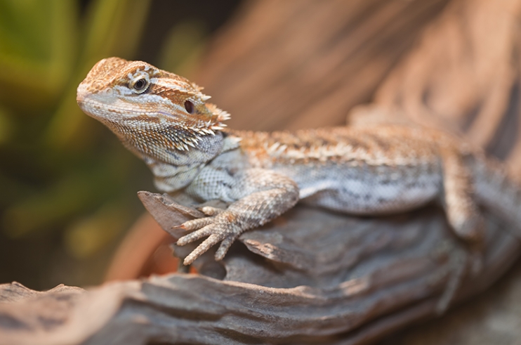drag&oacute;n barbudo beb&eacute;
