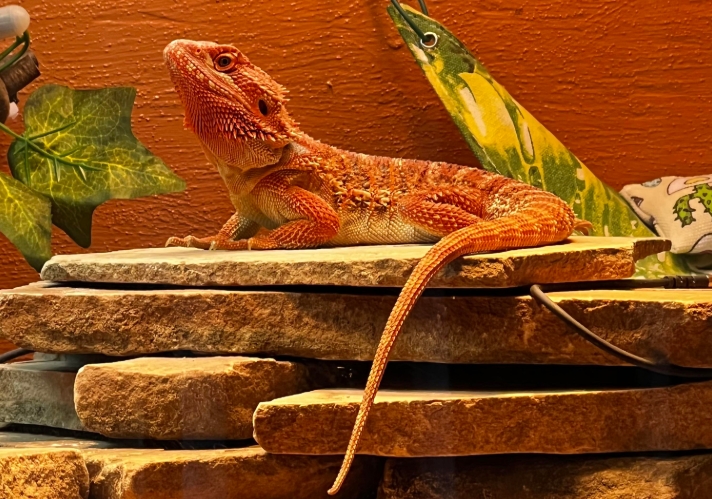 Drag&oacute;n barbudo