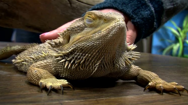drag&oacute;n barbudo