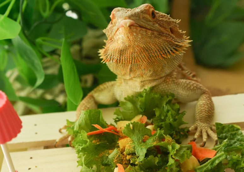 Verduras para dragones barbudos