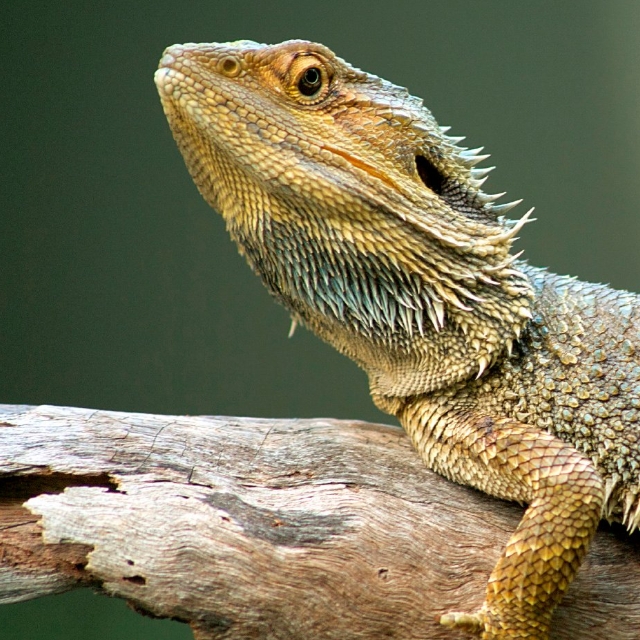 dragón barbudo