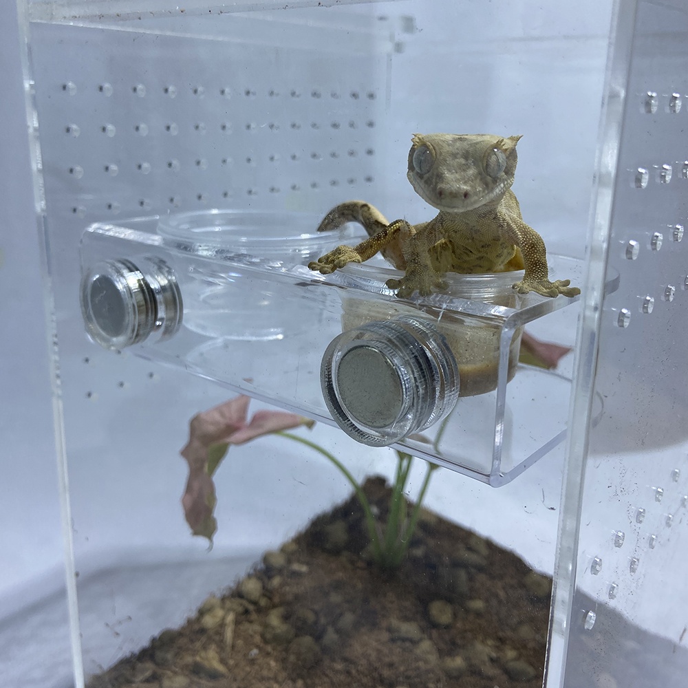 Cuenco magnético para agua y comida de reptiles