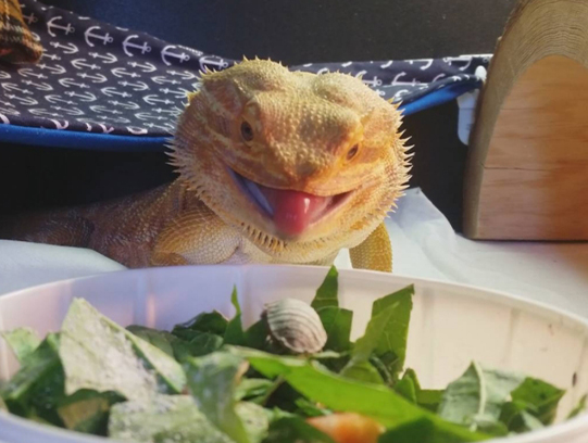 Comida para drag&oacute;n barbudo