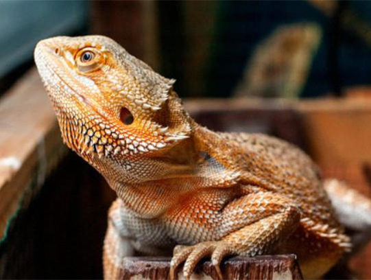 Cómo saber si tu dragón barbudo está estresado o enfermo