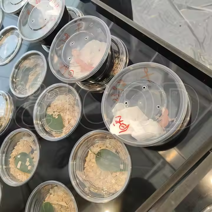 Exhibición al por mayor del tenedor del envase de la taza de Deli del espectáculo del reptil para la serpiente Gecko