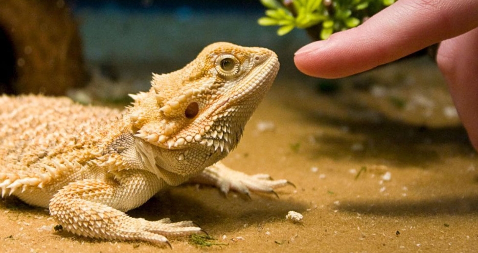 drag&oacute;n barbudo