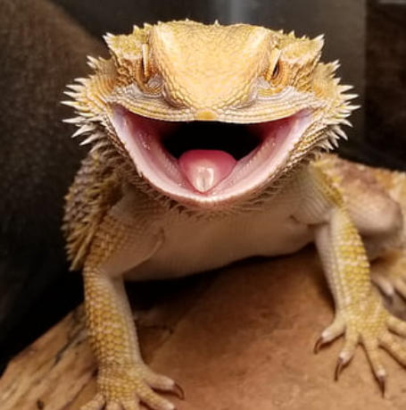 Drag&oacute;n barbudo hinchado