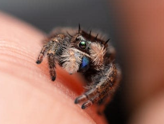 Cómo cuidar una araña saltadora como mascota: guía completa para principiantes
