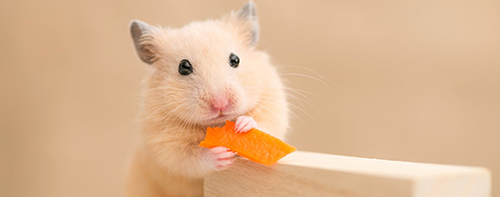 Para mascotas pequeñas